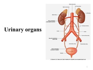 1
Urinary organs
 