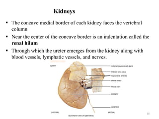 Kidneys
 The concave medial border of each kidney faces the vertebral
column
 Near the center of the concave border is an indentation called the
renal hilum
 Through which the ureter emerges from the kidney along with
blood vessels, lymphatic vessels, and nerves.
10
 