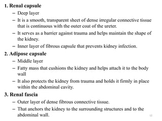 12
1. Renal capsule
– Deep layer
– It is a smooth, transparent sheet of dense irregular connective tissue
that is continuous with the outer coat of the ureter.
– It serves as a barrier against trauma and helps maintain the shape of
the kidney.
– Inner layer of fibrous capsule that prevents kidney infection.
2. Adipose capsule
– Middle layer
– Fatty mass that cushions the kidney and helps attach it to the body
wall
– It also protects the kidney from trauma and holds it firmly in place
within the abdominal cavity.
3. Renal fascia
– Outer layer of dense fibrous connective tissue.
– That anchors the kidney to the surrounding structures and to the
abdominal wall.
 