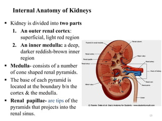 Internal Anatomy of Kidneys
 Kidney is divided into two parts
1. An outer renal cortex:
superficial, light red region
2. An inner medulla: a deep,
darker reddish-brown inner
region
 Medulla- consists of a number
of cone shaped renal pyramids.
 The base of each pyramid is
located at the boundary b/n the
cortex & the medulla.
 Renal papillae- are tips of the
pyramids that projects into the
renal sinus. 13
 