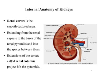 Renal cortex is the
smooth-textured area.
 Extending from the renal
capsule to the bases of the
renal pyramids and into
the spaces between them.
 Extensions of the cortex
called renal columns
project b/n the pyramids.
14
Internal Anatomy of Kidneys
 