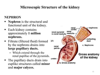 Microscopic Structure of the kidney
NEPHRON
 Nephron is the structural and
functional unit of the kidney.
 Each kidney contains
approximately 1 million
nephrons.
 Filtrate (filtered fluid) formed
by the nephrons drains into
large papillary ducts.
– Which extend through the
renal papillae of the pyramids.
 The papillary ducts drain into
cuplike structures called minor
and major calyces.
15
 