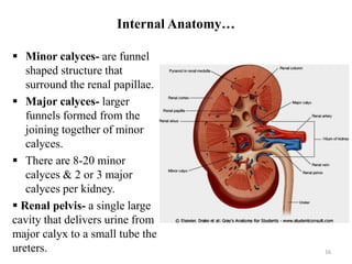 Internal Anatomy…
 Minor calyces- are funnel
shaped structure that
surround the renal papillae.
 Major calyces- larger
funnels formed from the
joining together of minor
calyces.
 There are 8-20 minor
calyces & 2 or 3 major
calyces per kidney.
 Renal pelvis- a single large
cavity that delivers urine from
major calyx to a small tube the
ureters. 16
 