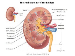 19
Internal anatomy of the kidneys
 