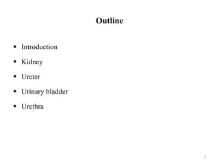 Outline
 Introduction
 Kidney
 Ureter
 Urinary bladder
 Urethra
2
 