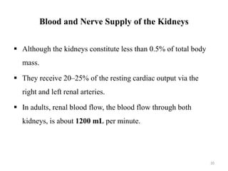 Blood and Nerve Supply of the Kidneys
 Although the kidneys constitute less than 0.5% of total body
mass.
 They receive 20–25% of the resting cardiac output via the
right and left renal arteries.
 In adults, renal blood flow, the blood flow through both
kidneys, is about 1200 mL per minute.
20
 