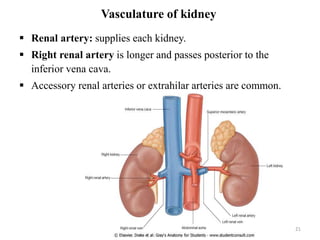 Vasculature of kidney
 Renal artery: supplies each kidney.
 Right renal artery is longer and passes posterior to the
inferior vena cava.
 Accessory renal arteries or extrahilar arteries are common.
21
 
