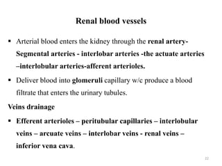 Renal blood vessels
 Arterial blood enters the kidney through the renal artery-
Segmental arteries - interlobar arteries -the actuate arteries
–interlobular arteries-afferent arterioles.
 Deliver blood into glomeruli capillary w/c produce a blood
filtrate that enters the urinary tubules.
Veins drainage
 Efferent arterioles – peritubular capillaries – interlobular
veins – arcuate veins – interlobar veins - renal veins –
inferior vena cava.
22
 