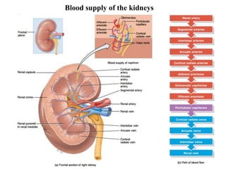 24
Blood supply of the kidneys
 