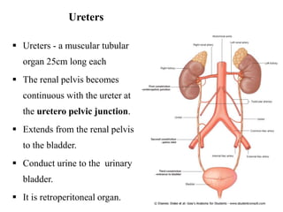 Ureters
 Ureters - a muscular tubular
organ 25cm long each
 The renal pelvis becomes
continuous with the ureter at
the uretero pelvic junction.
 Extends from the renal pelvis
to the bladder.
 Conduct urine to the urinary
bladder.
 It is retroperitoneal organ. 25
 