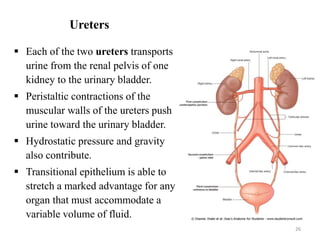 Ureters
 Each of the two ureters transports
urine from the renal pelvis of one
kidney to the urinary bladder.
 Peristaltic contractions of the
muscular walls of the ureters push
urine toward the urinary bladder.
 Hydrostatic pressure and gravity
also contribute.
 Transitional epithelium is able to
stretch a marked advantage for any
organ that must accommodate a
variable volume of fluid.
26
 