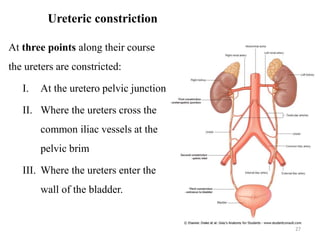 Ureteric constriction
At three points along their course
the ureters are constricted:
I. At the uretero pelvic junction
II. Where the ureters cross the
common iliac vessels at the
pelvic brim
III. Where the ureters enter the
wall of the bladder.
27
 