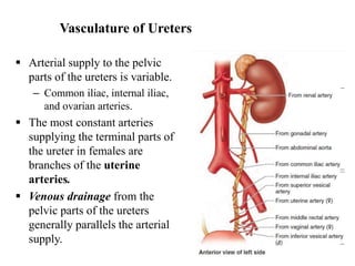 Vasculature of Ureters
 Arterial supply to the pelvic
parts of the ureters is variable.
– Common iliac, internal iliac,
and ovarian arteries.
 The most constant arteries
supplying the terminal parts of
the ureter in females are
branches of the uterine
arteries.
 Venous drainage from the
pelvic parts of the ureters
generally parallels the arterial
supply.
28
 