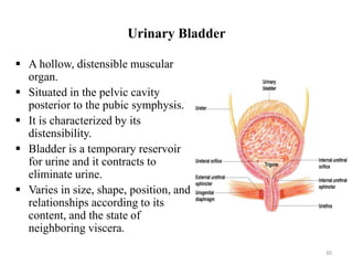 Urinary Bladder
 A hollow, distensible muscular
organ.
 Situated in the pelvic cavity
posterior to the pubic symphysis.
 It is characterized by its
distensibility.
 Bladder is a temporary reservoir
for urine and it contracts to
eliminate urine.
 Varies in size, shape, position, and
relationships according to its
content, and the state of
neighboring viscera.
30
 