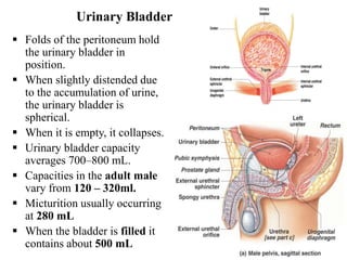  Folds of the peritoneum hold
the urinary bladder in
position.
 When slightly distended due
to the accumulation of urine,
the urinary bladder is
spherical.
 When it is empty, it collapses.
 Urinary bladder capacity
averages 700–800 mL.
 Capacities in the adult male
vary from 120 – 320ml.
 Micturition usually occurring
at 280 mL
 When the bladder is filled it
contains about 500 mL 32
Urinary Bladder
 