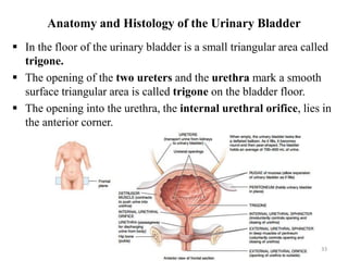 Anatomy and Histology of the Urinary Bladder
 In the floor of the urinary bladder is a small triangular area called
trigone.
 The opening of the two ureters and the urethra mark a smooth
surface triangular area is called trigone on the bladder floor.
 The opening into the urethra, the internal urethral orifice, lies in
the anterior corner.
33
 