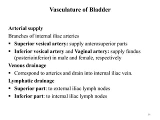Arterial supply
Branches of internal iliac arteries
 Superior vesical artery: supply anterosuperior parts
 Inferior vesical artery and Vaginal artery: supply fundus
(posterioinferior) in male and female, respectively
Venous drainage
 Correspond to arteries and drain into internal iliac vein.
Lymphatic drainage
 Superior part: to external iliac lymph nodes
 Inferior part: to internal iliac lymph nodes
34
Vasculature of Bladder
 