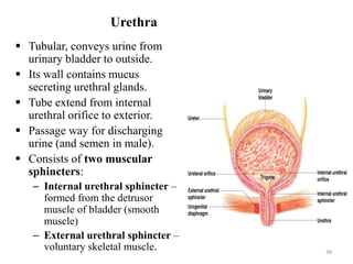 Urethra
 Tubular, conveys urine from
urinary bladder to outside.
 Its wall contains mucus
secreting urethral glands.
 Tube extend from internal
urethral orifice to exterior.
 Passage way for discharging
urine (and semen in male).
 Consists of two muscular
sphincters:
– Internal urethral sphincter –
formed from the detrusor
muscle of bladder (smooth
muscle)
– External urethral sphincter –
voluntary skeletal muscle. 36
 