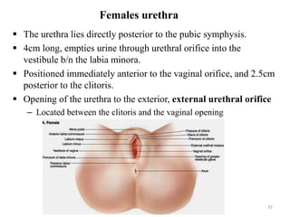Females urethra
 The urethra lies directly posterior to the pubic symphysis.
 4cm long, empties urine through urethral orifice into the
vestibule b/n the labia minora.
 Positioned immediately anterior to the vaginal orifice, and 2.5cm
posterior to the clitoris.
 Opening of the urethra to the exterior, external urethral orifice
– Located between the clitoris and the vaginal opening
37
 