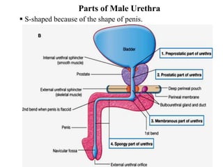 39
Parts of Male Urethra
 S-shaped because of the shape of penis.
 