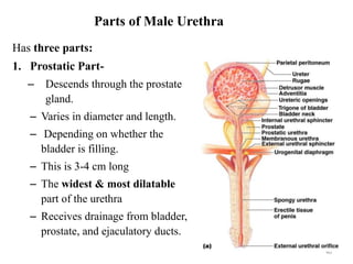 Parts of Male Urethra
Has three parts:
1. Prostatic Part-
– Descends through the prostate
gland.
– Varies in diameter and length.
– Depending on whether the
bladder is filling.
– This is 3-4 cm long
– The widest & most dilatable
part of the urethra
– Receives drainage from bladder,
prostate, and ejaculatory ducts.
40
 