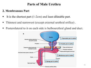 Parts of Male Urethra
2. Membranous Part
 It is the shortest part (1-2cm) and least dilatable part.
 Thinnest and narrowest (except external urethral orifice) .
 Posterolateral to it on each side is bulbourethral gland and duct.
41
 