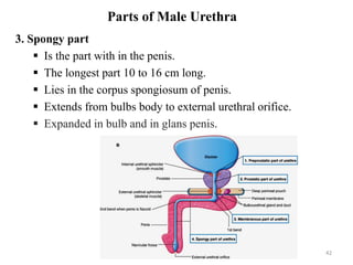 Parts of Male Urethra
3. Spongy part
 Is the part with in the penis.
 The longest part 10 to 16 cm long.
 Lies in the corpus spongiosum of penis.
 Extends from bulbs body to external urethral orifice.
 Expanded in bulb and in glans penis.
42
 