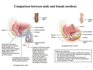 43
Comparison between male and female urethras
 