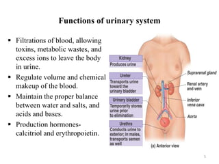 Functions of urinary system
 Filtrations of blood, allowing
toxins, metabolic wastes, and
excess ions to leave the body
in urine.
 Regulate volume and chemical
makeup of the blood.
 Maintain the proper balance
between water and salts, and
acids and bases.
 Production hormones-
calcitriol and erythropoietin.
5
 