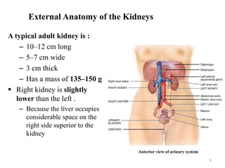 External Anatomy of the Kidneys
A typical adult kidney is :
– 10–12 cm long
– 5–7 cm wide
– 3 cm thick
– Has a mass of 135–150 g
 Right kidney is slightly
lower than the left .
– Because the liver occupies
considerable space on the
right side superior to the
kidney
Anterior view of urinary system
8
 