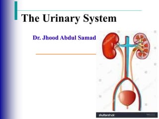 The Urinary System
Dr. Jhood Abdul Samad
 