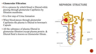 Urinary System human anatomu and physiology 2 .pptx
