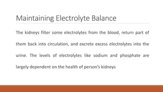 Maintaining Electrolyte Balance
The kidneys filter some electrolytes from the blood, return part of
them back into circulation, and excrete excess electrolytes into the
urine. The levels of electrolytes like sodium and phosphate are
largely dependent on the health of person’s kidneys
 