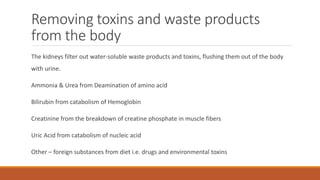 Removing toxins and waste products
from the body
The kidneys filter out water-soluble waste products and toxins, flushing them out of the body
with urine.
Ammonia & Urea from Deamination of amino acid
Bilirubin from catabolism of Hemoglobin
Creatinine from the breakdown of creatine phosphate in muscle fibers
Uric Acid from catabolism of nucleic acid
Other – foreign substances from diet i.e. drugs and environmental toxins
 