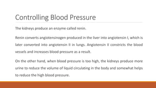 Controlling Blood Pressure
The kidneys produce an enzyme called renin.
Renin converts angiotensinogen produced in the liver into angiotensin I, which is
later converted into angiotensin II in lungs. Angiotensin II constricts the blood
vessels and increases blood pressure as a result.
On the other hand, when blood pressure is too high, the kidneys produce more
urine to reduce the volume of liquid circulating in the body and somewhat helps
to reduce the high blood pressure.
 