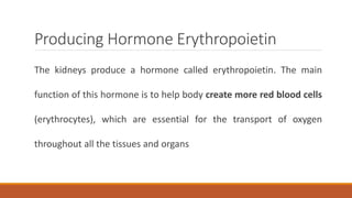 Producing Hormone Erythropoietin
The kidneys produce a hormone called erythropoietin. The main
function of this hormone is to help body create more red blood cells
(erythrocytes), which are essential for the transport of oxygen
throughout all the tissues and organs
 