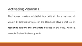 Activating Vitamin D
The kidneys transform calcifediol into calcitriol, the active form of
vitamin D. Calcitriol circulates in the blood and plays a vital role in
regulating calcium and phosphate balance in the body, which is
essential for healthy bone growth.
 