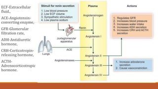 ECF-Extracellular
fluid.,
ACE-Angiotensin-
converting enzyme,
GFR-Glomerular
filtration rate,
ADH-Antidiuretic
hormone,
CRH-Corticotropin-
releasing hormone,
ACTH-
Adrenocorticotropic
hormone.
 