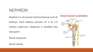 NEPHRON
Nephron is structural and functional unit of
kidneys. Each kidney consists of 1 to 1.3
million nephrons. Nephron is divided into
two parts
Renal corpuscle
Renal tubule
 