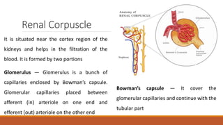 Renal Corpuscle
It is situated near the cortex region of the
kidneys and helps in the filtration of the
blood. It is formed by two portions
Glomerulus — Glomerulus is a bunch of
capillaries enclosed by Bowman’s capsule.
Glomerular capillaries placed between
afferent (in) arteriole on one end and
efferent (out) arteriole on the other end
Bowman’s capsule — It cover the
glomerular capillaries and continue with the
tubular part
 