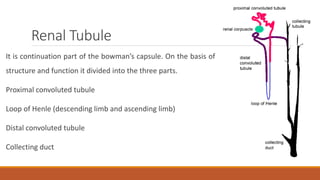 Renal Tubule
It is continuation part of the bowman’s capsule. On the basis of
structure and function it divided into the three parts.
Proximal convoluted tubule
Loop of Henle (descending limb and ascending limb)
Distal convoluted tubule
Collecting duct
 