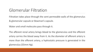 Glomerular Filtration
Filtration takes place through the semi permeable walls of the glomerulus
& glomerular capsule or Bowman’s capsule.
Water and small molecules pass through it.
The afferent renal artery brings blood to the glomerulus and the efferent
artery carries the blood away from it. As the diameter of afferent artery is
more than the efferent artery, a hydrostatic pressure is generated in the
glomerulus (55mm Hg).
 