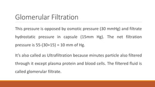 Glomerular Filtration
This pressure is opposed by osmotic pressure (30 mmHg) and filtrate
hydrostatic pressure in capsule (15mm Hg). The net filtration
pressure is 55-(30+15) = 10 mm of Hg.
It’s also called as Ultrafiltration because minutes particle also filtered
through it except plasma protein and blood cells. The filtered fluid is
called glomerular filtrate.
 