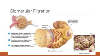 Glomerular Filtration
 