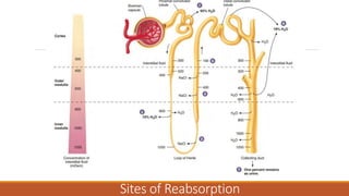 Sites of Reabsorption
 