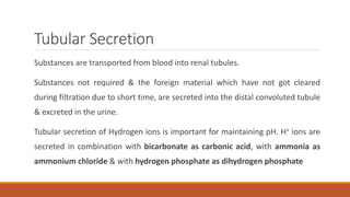 Tubular Secretion
Substances are transported from blood into renal tubules.
Substances not required & the foreign material which have not got cleared
during filtration due to short time, are secreted into the distal convoluted tubule
& excreted in the urine.
Tubular secretion of Hydrogen ions is important for maintaining pH. H+ ions are
secreted in combination with bicarbonate as carbonic acid, with ammonia as
ammonium chloride & with hydrogen phosphate as dihydrogen phosphate
 