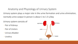 Anatomy and Physiology of Urinary System
Urinary system plays a major role in the urine formation and urine elimination,
normally urine output in person is about 1 to 1.5 L/day
Urinary system consists of
◦ Pair of Kidneys
◦ Pair of Ureters
◦ Urinary Bladder
◦ Urethra
 