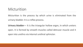 Micturition
Micturition is the process by which urine is eliminated from the
urinary bladder. It is a reflex process.
Urinary bladder— It is the triangular hollow organ, in which ureters
open. It is formed by smooth muscles called detrusor muscle and it
open into urethra via internal urethral sphincter.
 