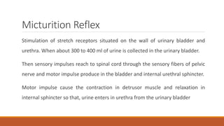 Micturition Reflex
Stimulation of stretch receptors situated on the wall of urinary bladder and
urethra. When about 300 to 400 ml of urine is collected in the urinary bladder.
Then sensory impulses reach to spinal cord through the sensory fibers of pelvic
nerve and motor impulse produce in the bladder and internal urethral sphincter.
Motor impulse cause the contraction in detrusor muscle and relaxation in
internal sphincter so that, urine enters in urethra from the urinary bladder
 