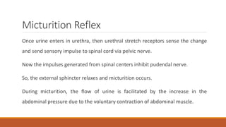 Micturition Reflex
Once urine enters in urethra, then urethral stretch receptors sense the change
and send sensory impulse to spinal cord via pelvic nerve.
Now the impulses generated from spinal centers inhibit pudendal nerve.
So, the external sphincter relaxes and micturition occurs.
During micturition, the flow of urine is facilitated by the increase in the
abdominal pressure due to the voluntary contraction of abdominal muscle.
 